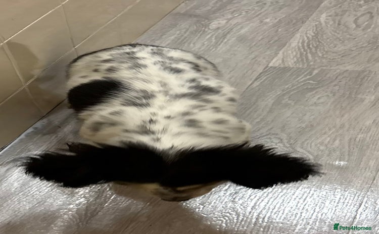 Jackapoo dogs Jackapoo puppies for sale  - Advert 11