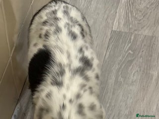 Jackapoo dogs Jackapoo puppies for sale - Advert 18