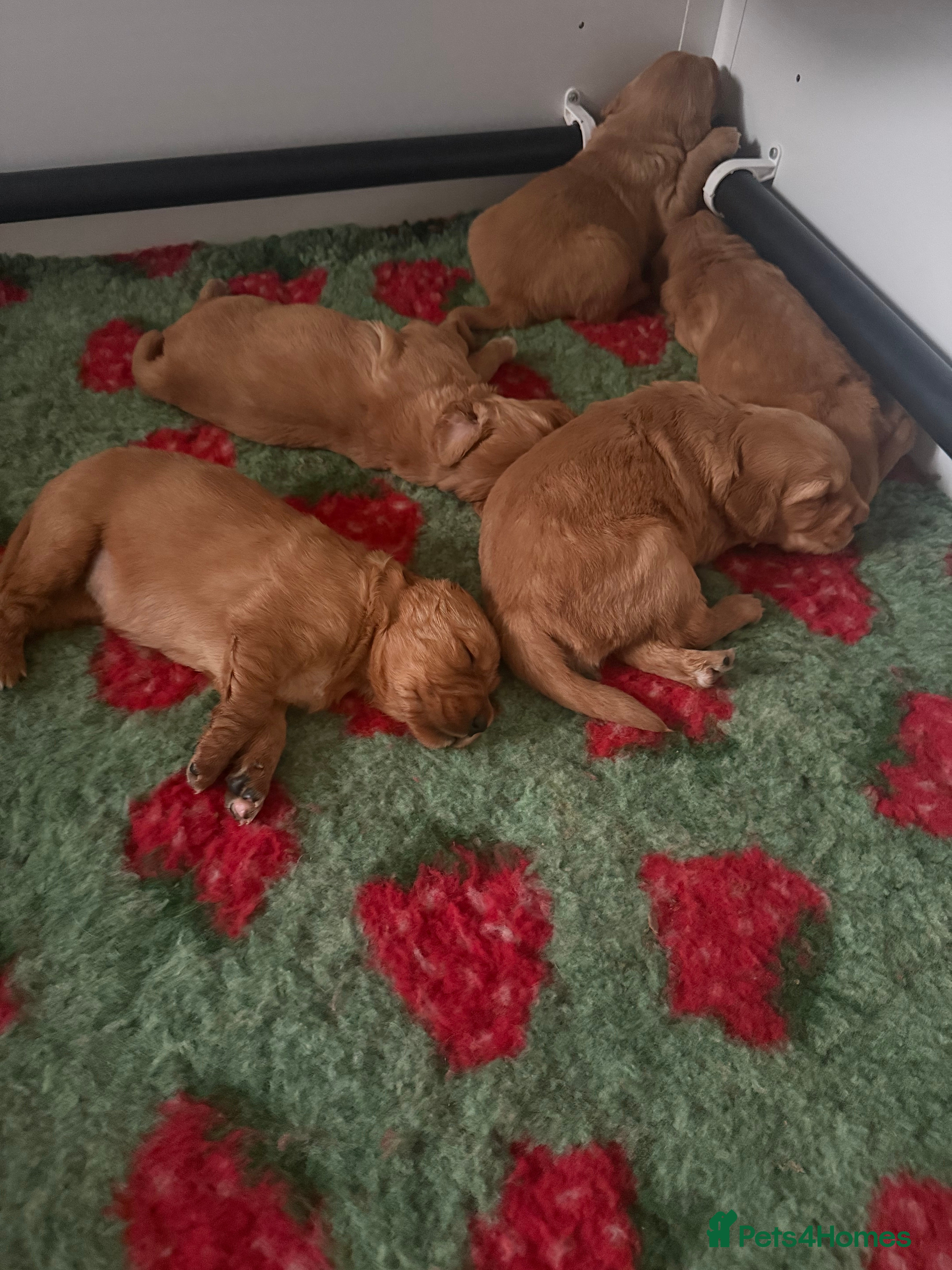 Golden Retriever dogs Beautiful Dark red Golden retriever Puppies  - Advert 2