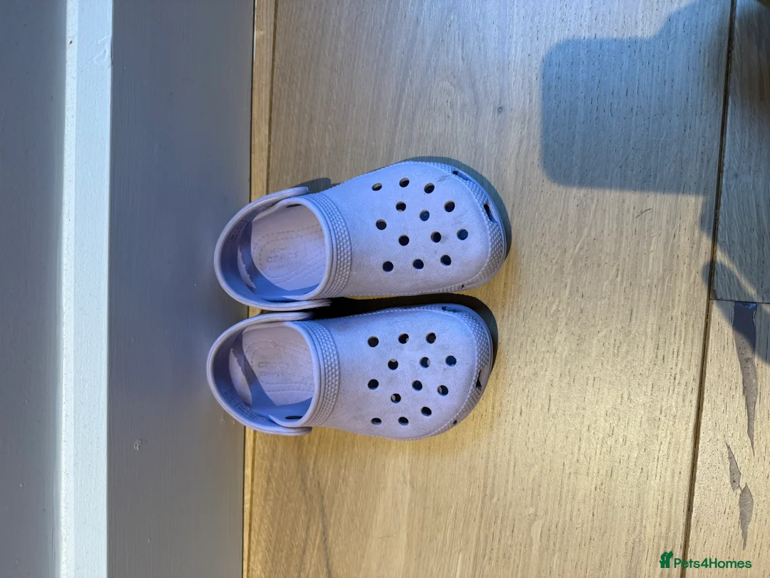 Tortoise reptiles for sale: 2 year old Horsefield tortoise - Advert 3