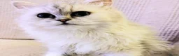 Persian cats for sale: URGENT REHOMING PERSIAN SILVER CHINCHILLA  - Advert 25