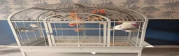 Cockatoo birds for sale: Greater sulphur Crescent cockatoo in Harlow - Advert 6