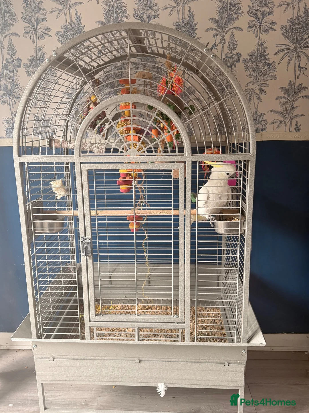 Cockatoo birds for sale: Greater sulphur Crescent cockatoo in Harlow - Advert 6