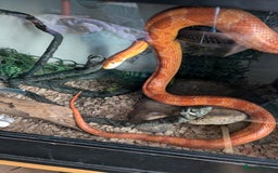 Corn Snake reptiles for sale: Adult corn snake with full set up - Image 4