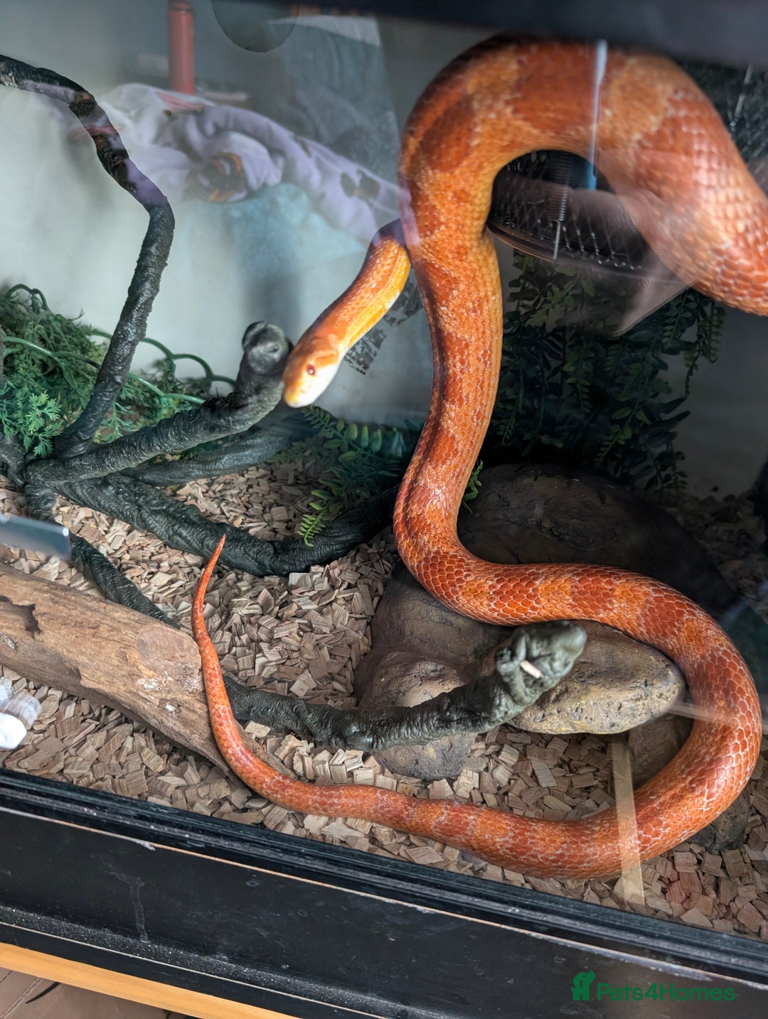 Corn Snake reptiles for sale: Adult corn snake with full set up - Image 4