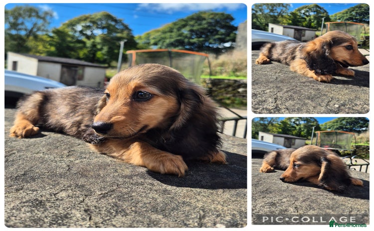Miniature Dachshund dogs - Advert 3