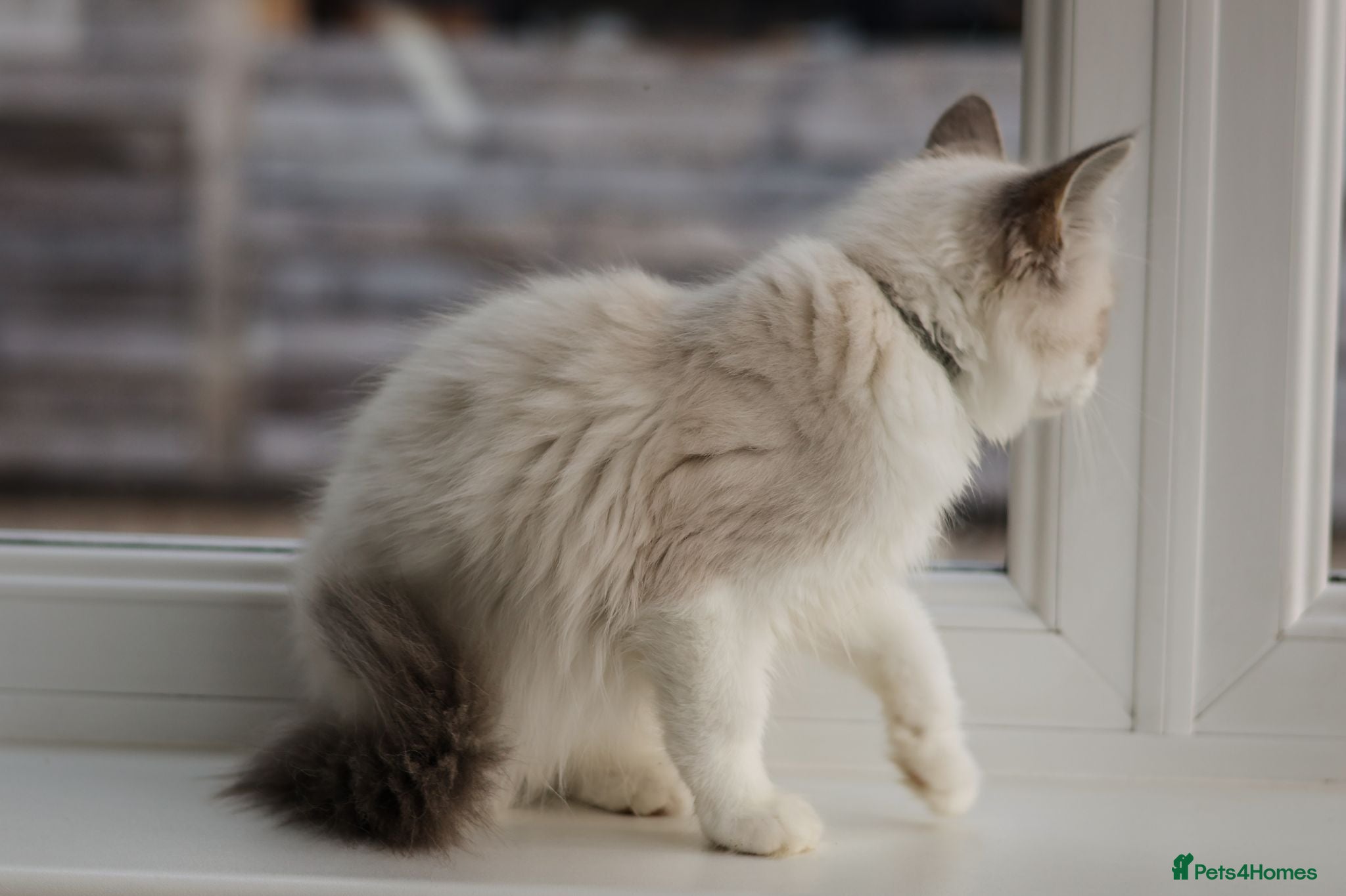Ragdoll cats Tica Registered 💎 Ragdoll Kittens - Advert 2