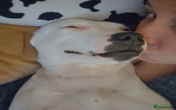 Staffordshire Bull Terrier dogs for sale: Gorgeous girl  - Image 2