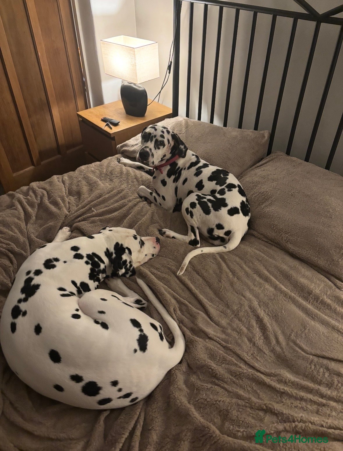 Dalmatian dogs Dalmatian Pups ready now - Advert 1