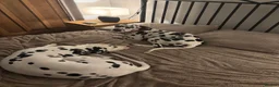 Dalmatian dogs for sale: **4 Left** Dalmatian Pups ready now - Advert 1