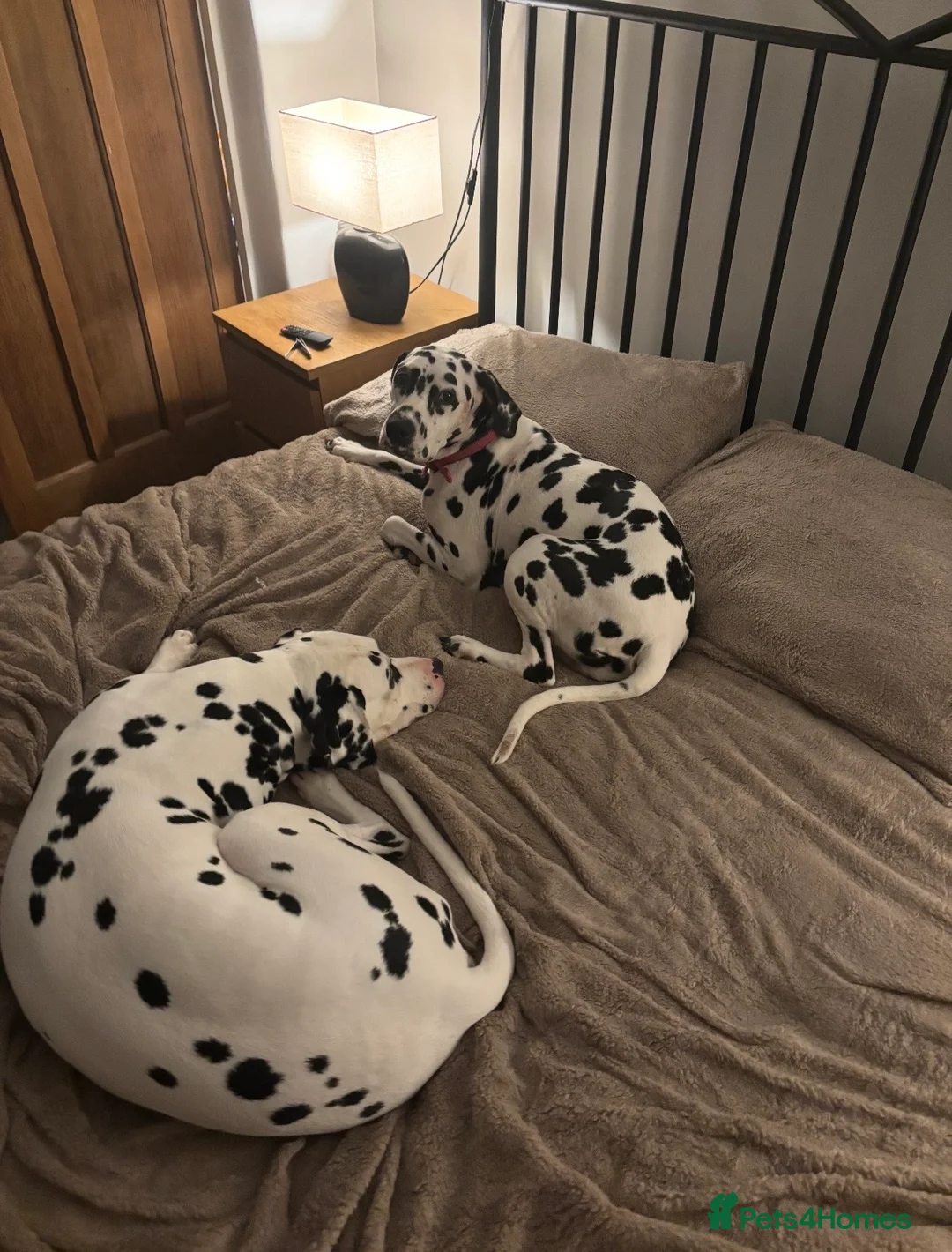 Dalmatian dogs for sale: **4 Left** Dalmatian Pups ready now - Advert 1