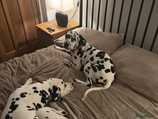 Dalmatian dogs **4 Left** Dalmatian Pups ready now - Advert 1