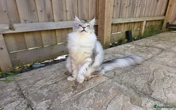 Maine Coon cats for sale: Affectionate & Handsome Purebred Maine Coon Boy  - Image 5