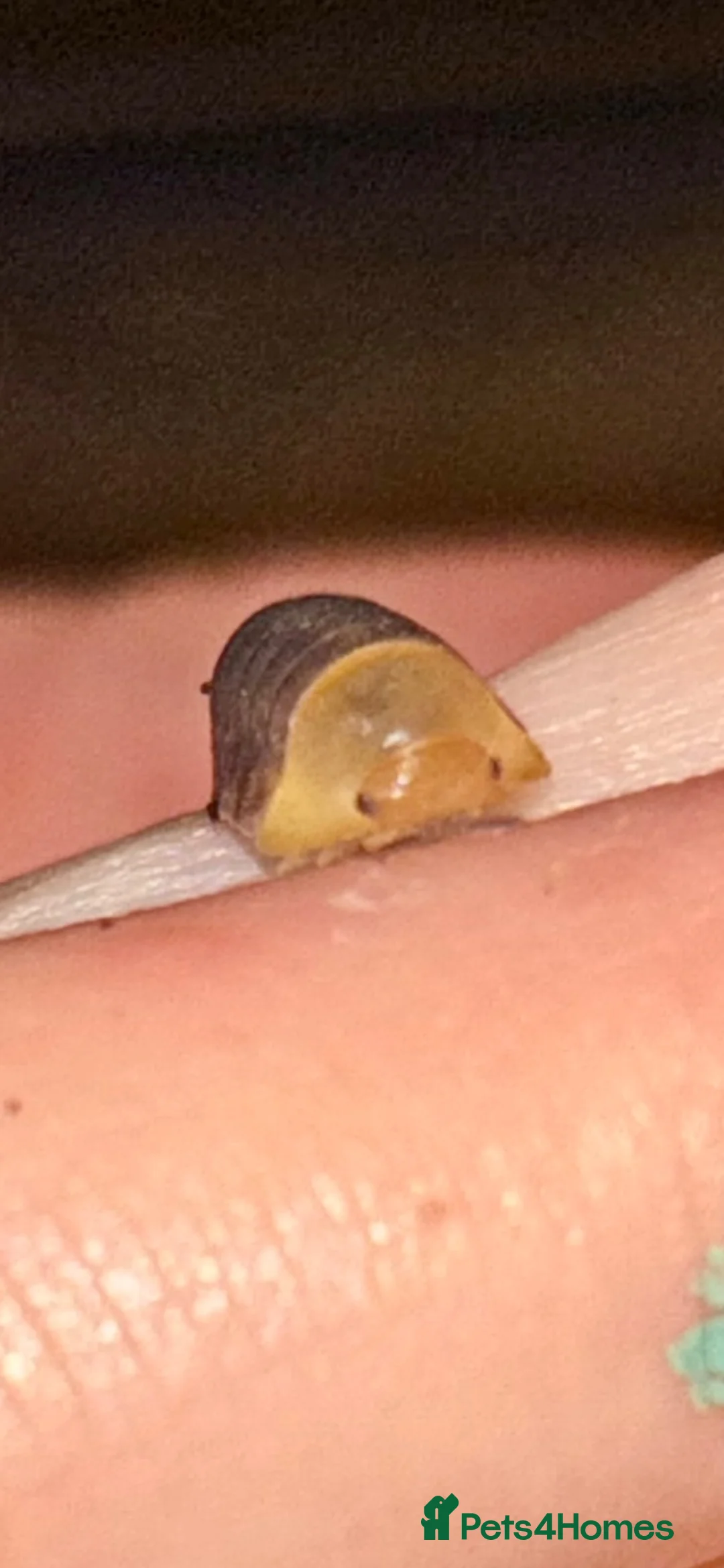 Isopods invertebrates for sale: Rubber Ducky isopods  - Advert 3