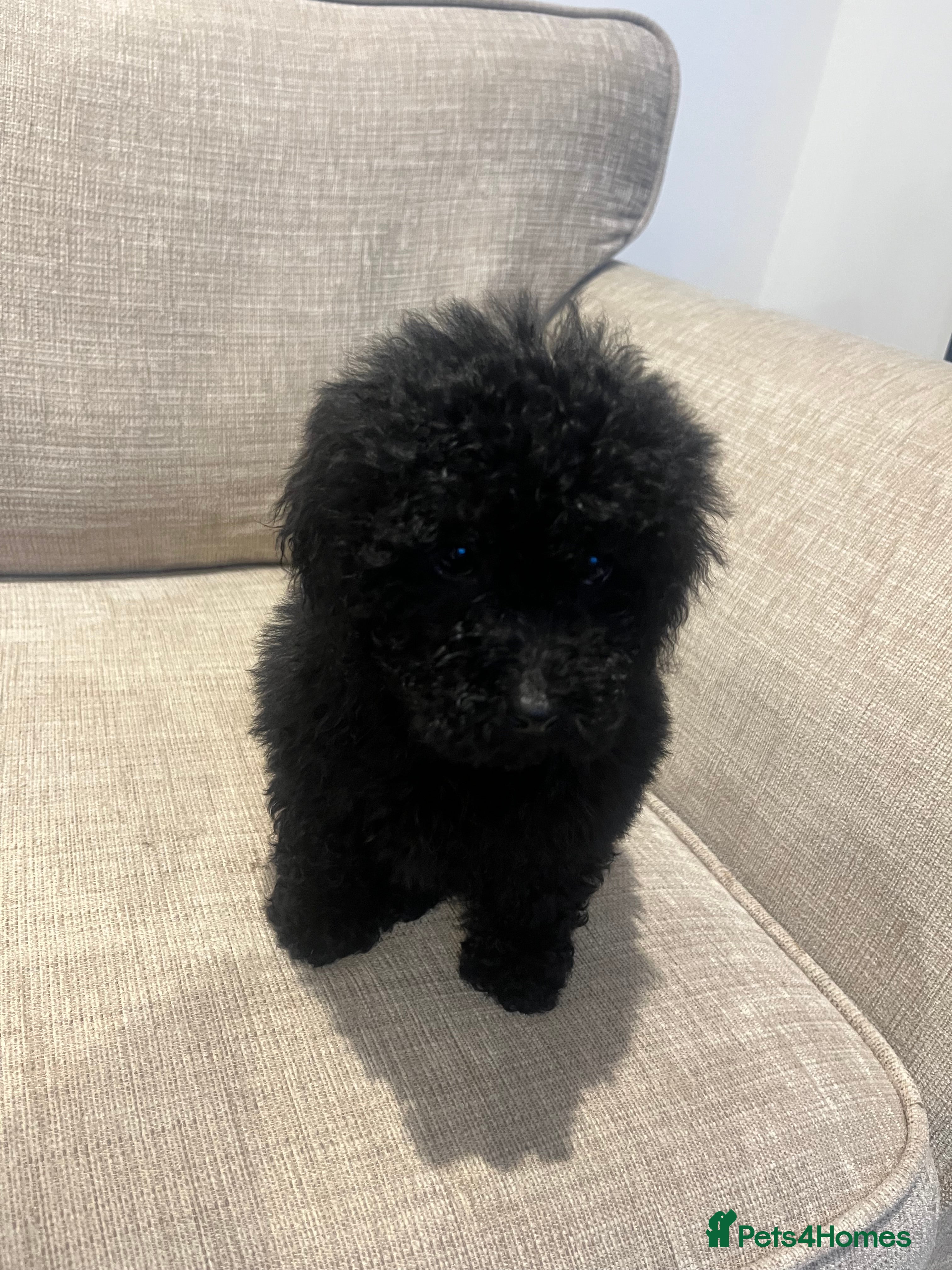 Miniature Poodle dogs Miniature Poodles - Advert 4