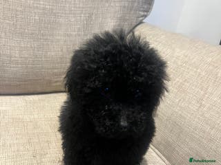 Miniature Poodle dogs Miniature Poodles - Advert 4