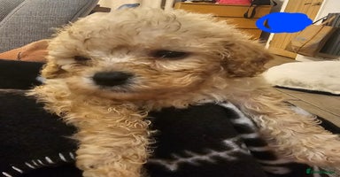 Mixed Breed dogs - Advert 3