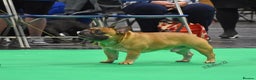 French Bulldog dogs for stud: Henri show winning red fawn stud  - Advert 20