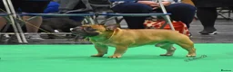 French Bulldog dogs for stud: Henri show winning red fawn stud  - Advert 20