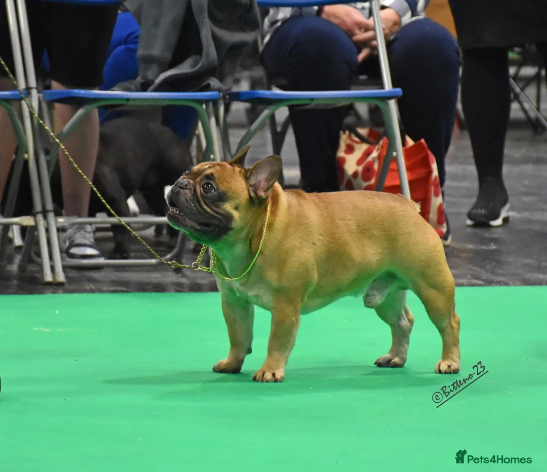 French Bulldog dogs for stud: Henri show winning red fawn stud  - Advert 20