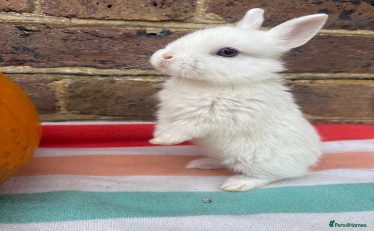 Netherland Dwarf rabbits - Advert 1