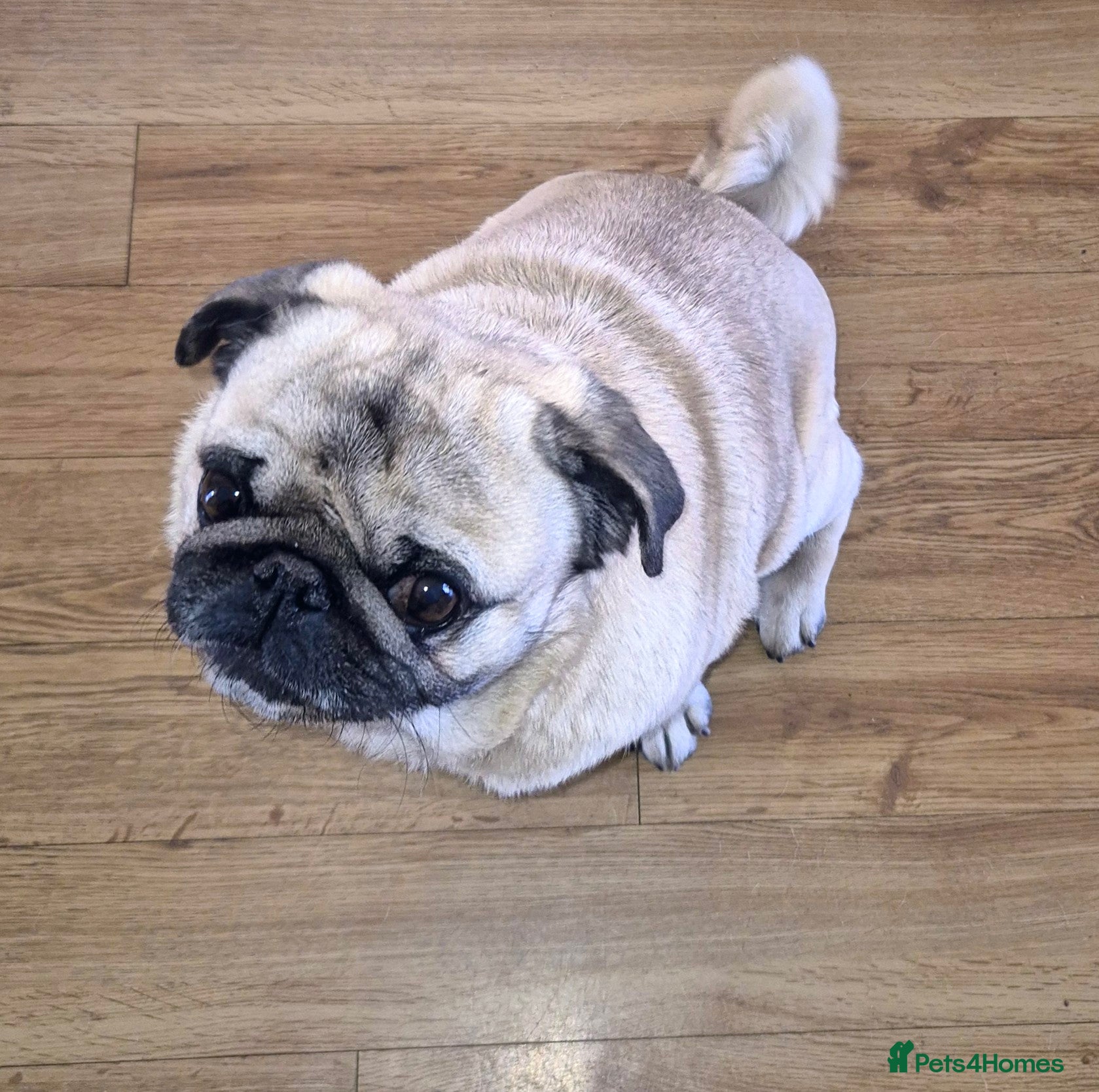 Pug dogs Male pug - Advert 1