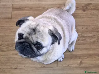 Pug dogs Male pug - Advert 2