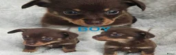 Mixed Breed dogs for sale: Dachshund x Pomeranian  - Advert 7