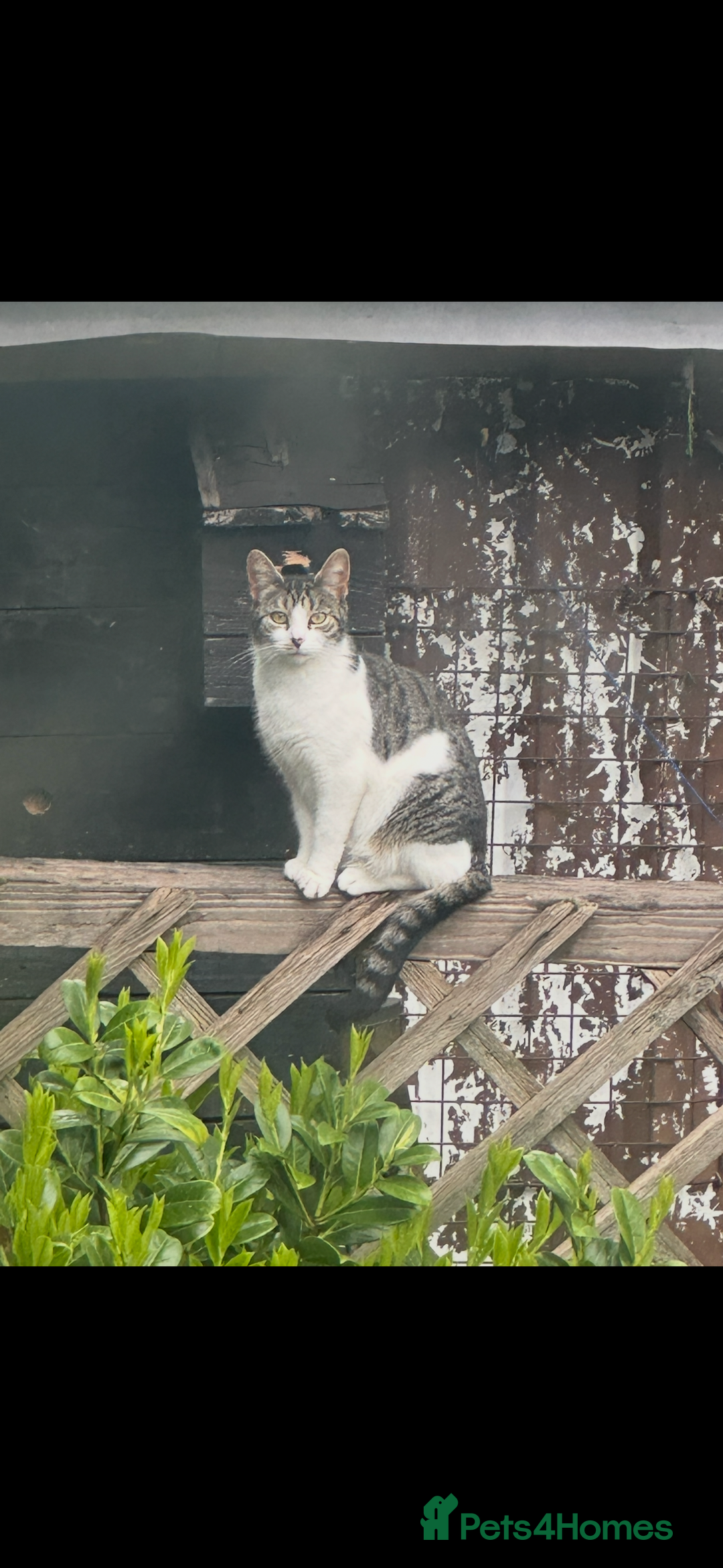 Mixed Breed cats for sale: Kittens - Advert 6