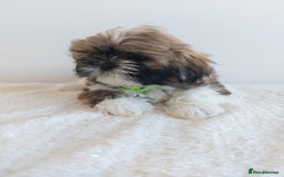 Shih Tzu dogs for sale: Beautiful Shih tzu puppies 🫶🏼 - Image 13