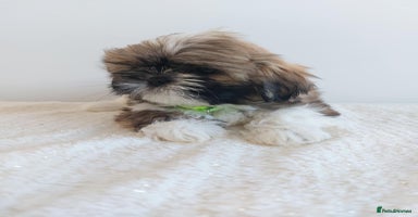 Shih Tzu dogs - Advert 3