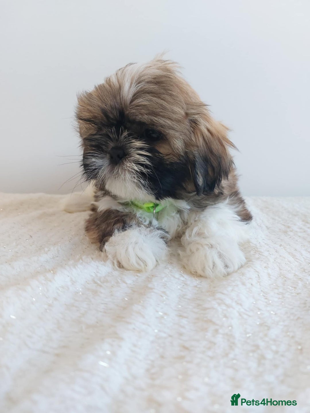 Shih Tzu dogs for sale: Beautiful Shih tzu puppies 🫶🏼 - Image 13