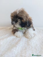 Shih Tzu dogs - Advert 3