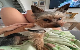 Yorkshire Terrier dogs for sale: Yorkshire terrier boys 🐶 - Advert 9