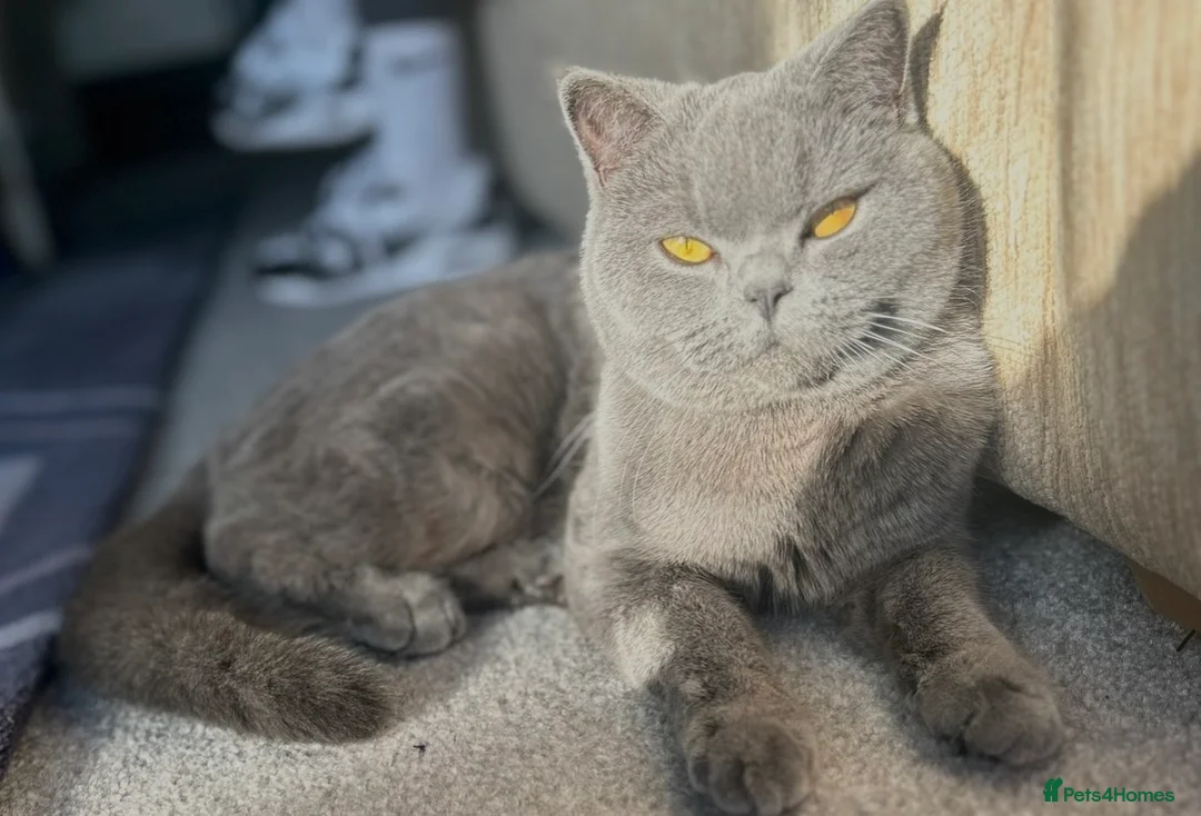 British Shorthair cats for sale: Active Blue British Shorthair cat  - Advert 1