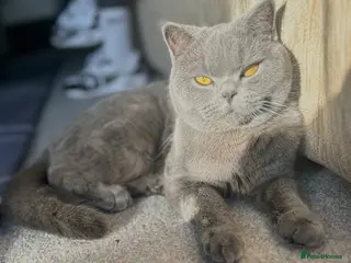 British Shorthair cats Active Blue British Shorthair cat - Advert 3