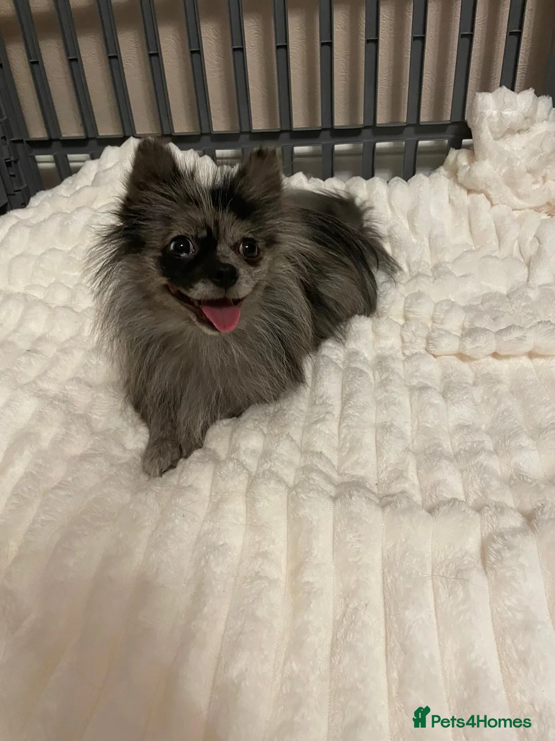Pomchi dogs for sale: Beautiful Merle Pomeranian Female 13 Months - Advert 1
