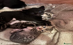 Mixed Breed cats for sale: Beautiful happy kittens ready for forever homes - Image 12