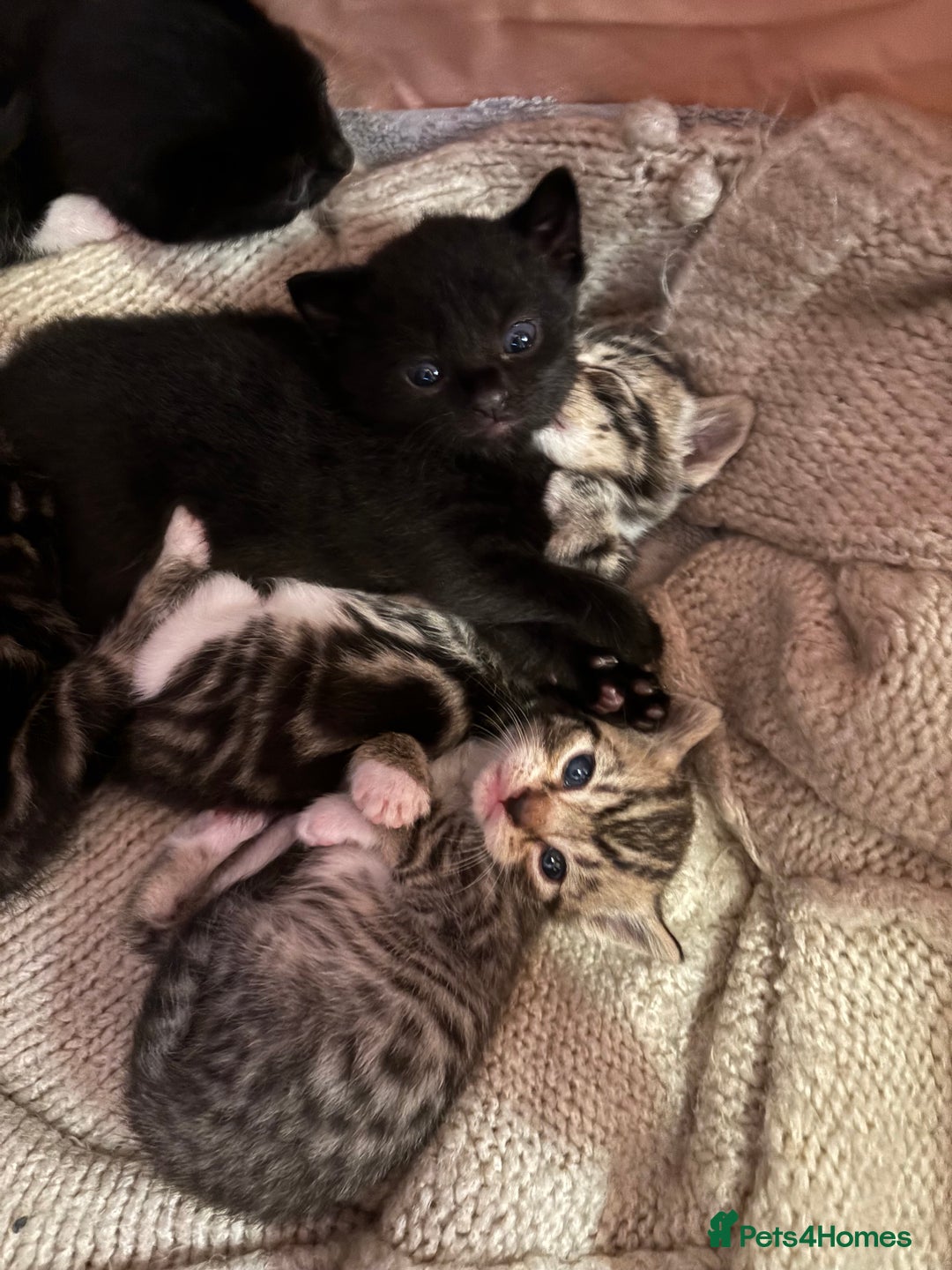 Mixed Breed cats for sale: Beautiful happy kittens ready for forever homes - Image 12
