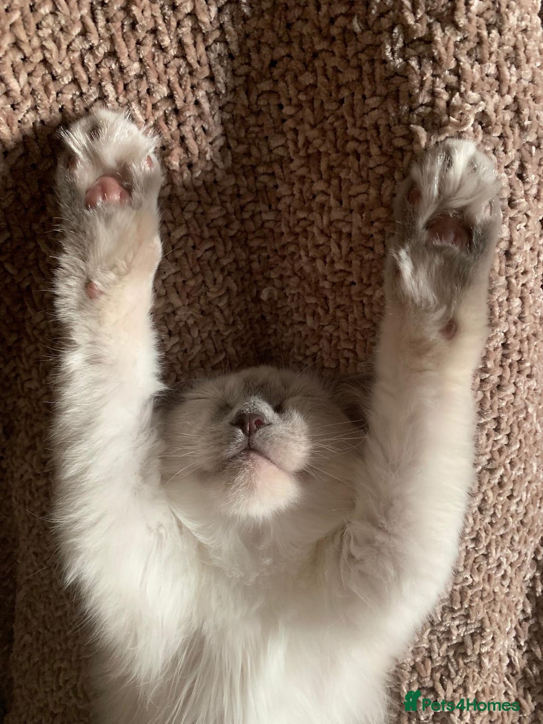 Ragdoll cats for sale: GCCF Reg. Ragdoll kittens Champion lines - Advert 15