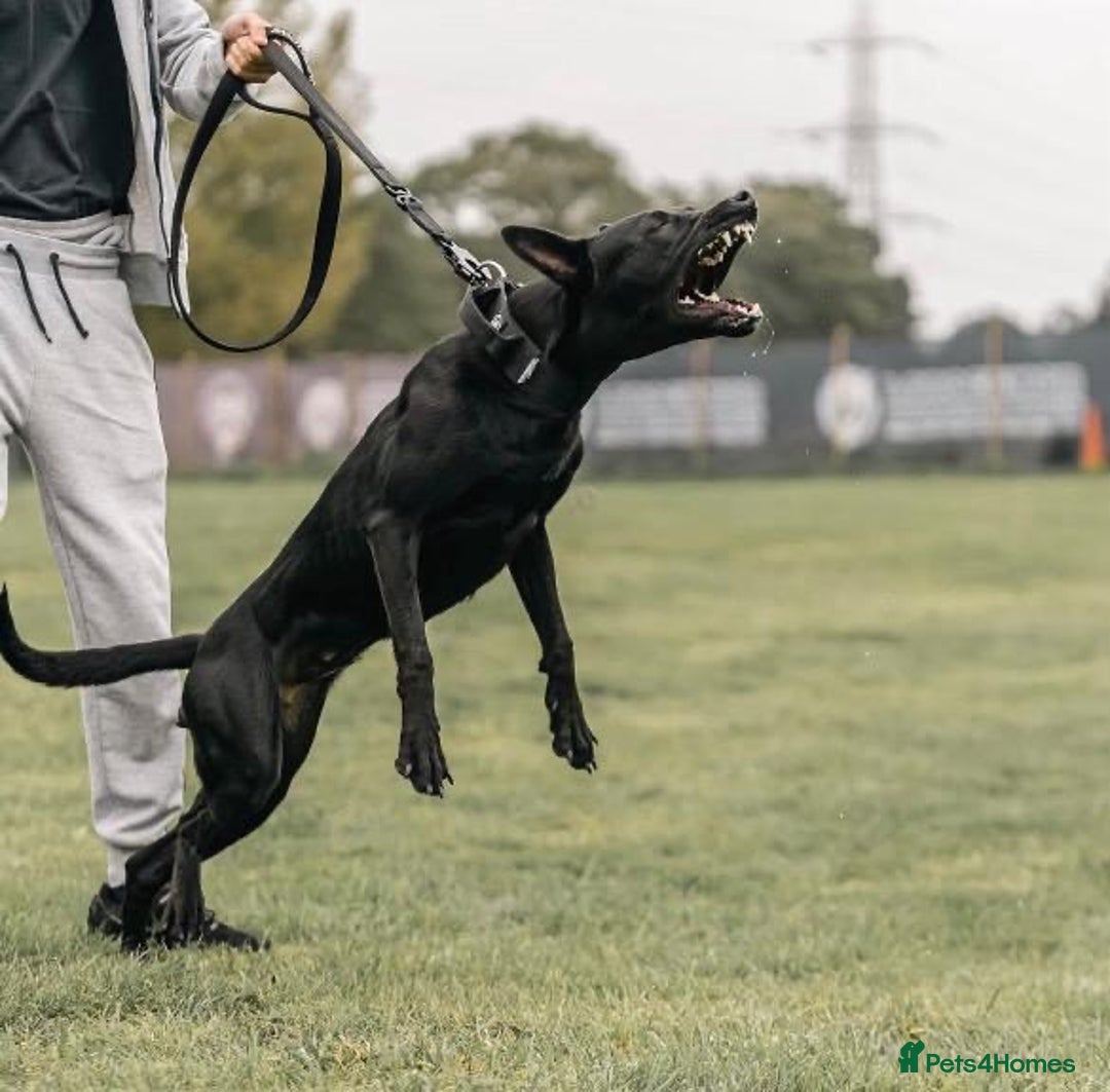 Belgian Shepherd Dog dogs for sale: Herder Bones 🦴 - Advert 18