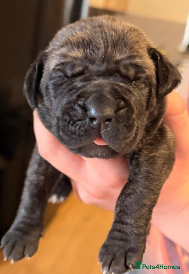 Mixed Breed dogs Cane Corso/Great Dane X Cane Corso Boerboel - Advert 14