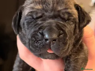 Mixed Breed dogs Cane Corso/Great Dane X Cane Corso Boerboel - Advert 14