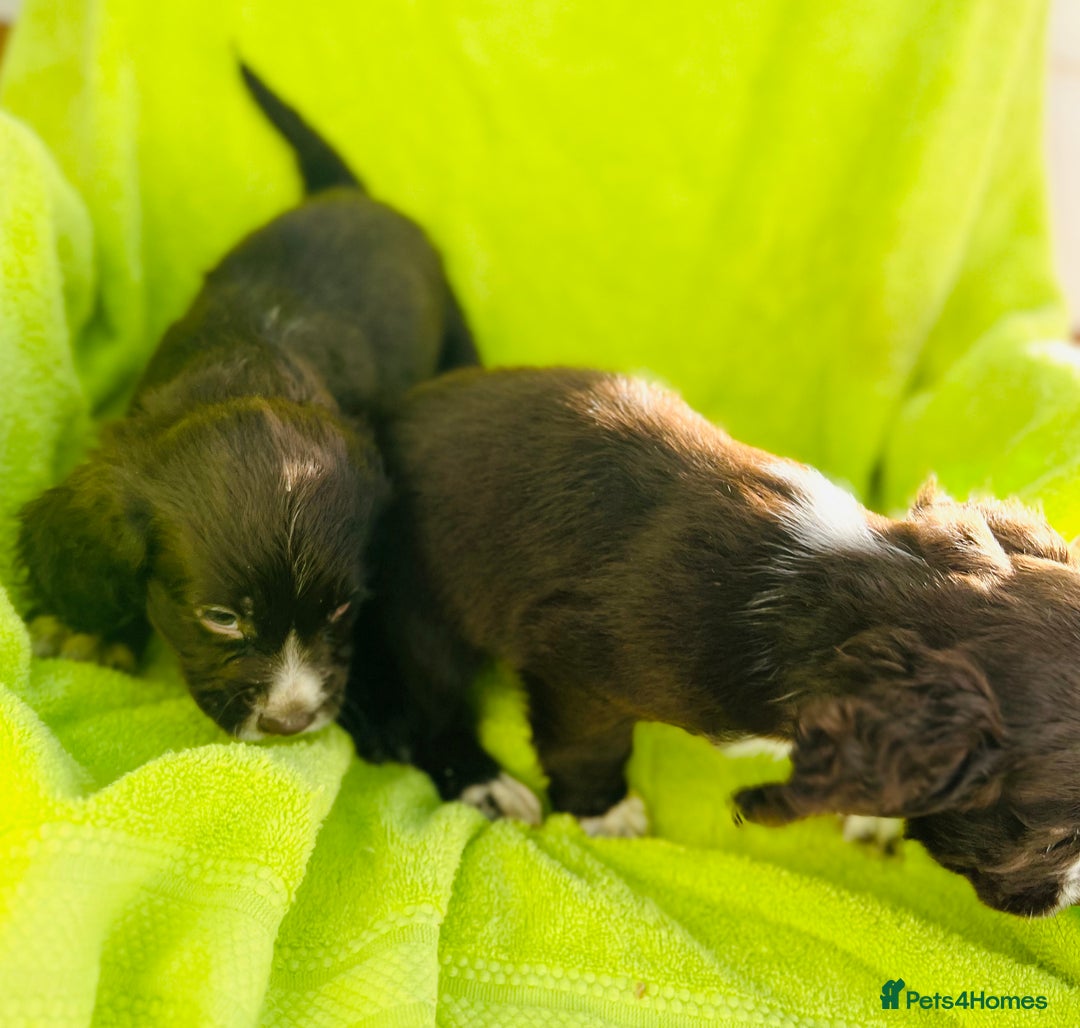 Cocker Spaniel dogs for sale: Ready now cocker spaniels  - Image 8