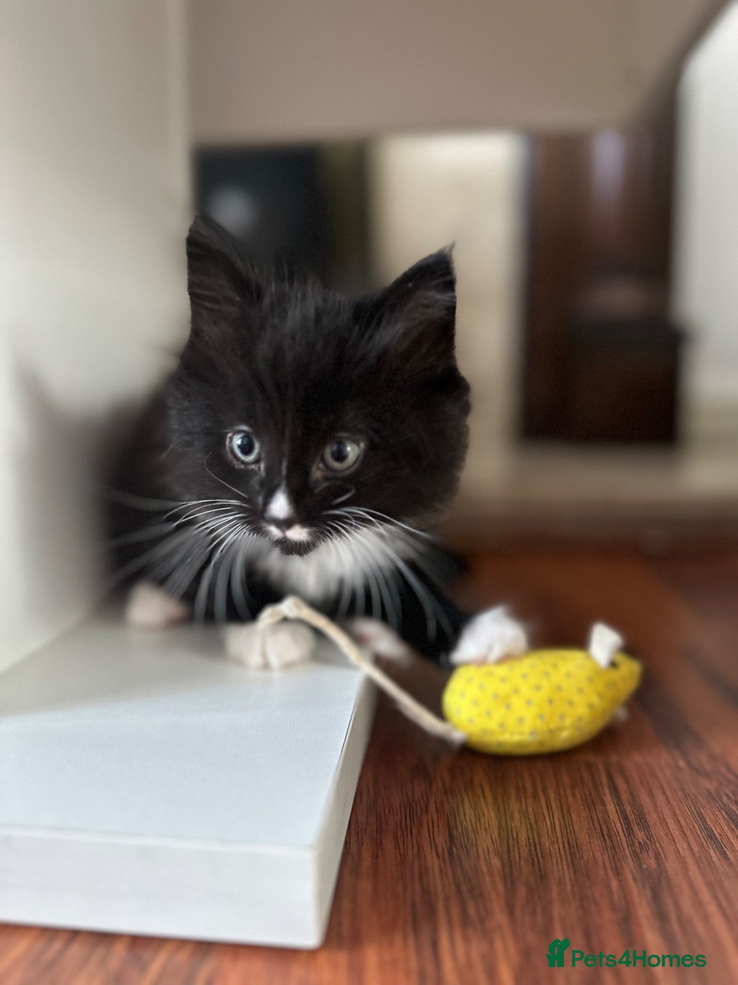 Mixed Breed cats 8 beautiful fluffy kittens 😻 - Advert 1