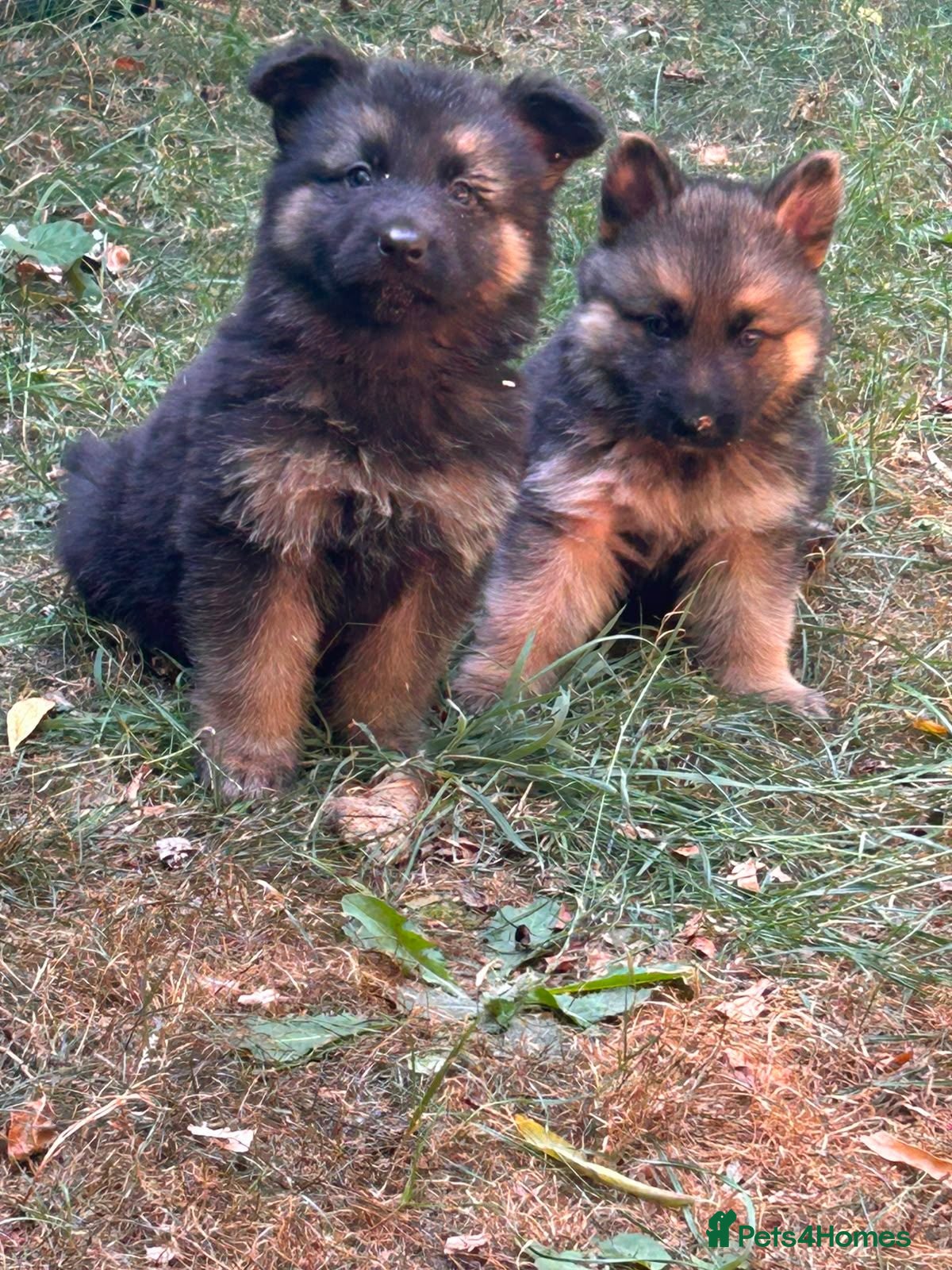 German Shepherd dogs German Sheppard Puppies - Advert 10