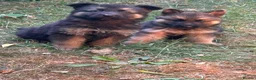 German Shepherd dogs for sale: German Sheppard Puppies in Pulborough - Advert 3