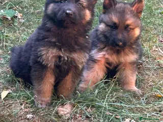 German Shepherd dogs GERMAN SHEPHERD PUPPIES - Advert 4