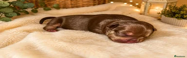 Mixed Breed 4