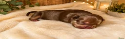 Mixed Breed dogs for sale: FrenchieXPocketBully Pups - Advert 6